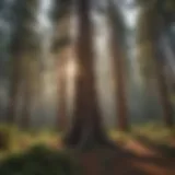 Majestic Pine Trees in Pine Valley