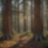 Majestic Ponderosa Pines in Cloudcroft