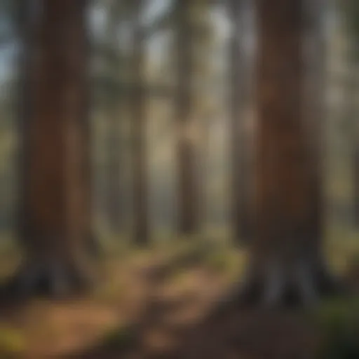 Majestic Ponderosa Pines in Cloudcroft