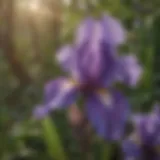 Majestic Purple Bearded Iris in Full Bloom