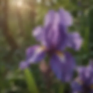 Majestic Purple Bearded Iris in Full Bloom Majestic Purple Bearded Iris in Full Bloom