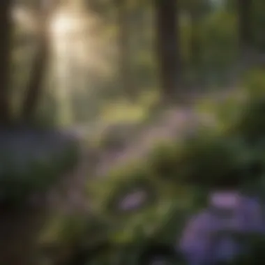 Majestic Purple Blooms Amidst Greenery Majestic Purple Blooms Amidst Greenery