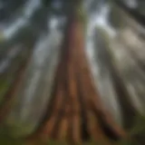 Majestic Redwood within American Forest