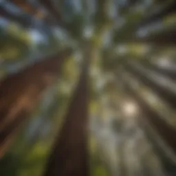 Majestic Redwood Canopy in Southwest Sur