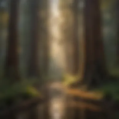 Enchanting Redwood Forest Bathed in Sunlight Majestic Redwood Forest under Sunlight