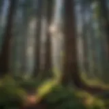 Majestic Redwood Forest