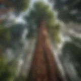 Majestic Redwood tree towering over lush forest canopy