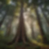 Majestic Redwood tree in forest canopy
