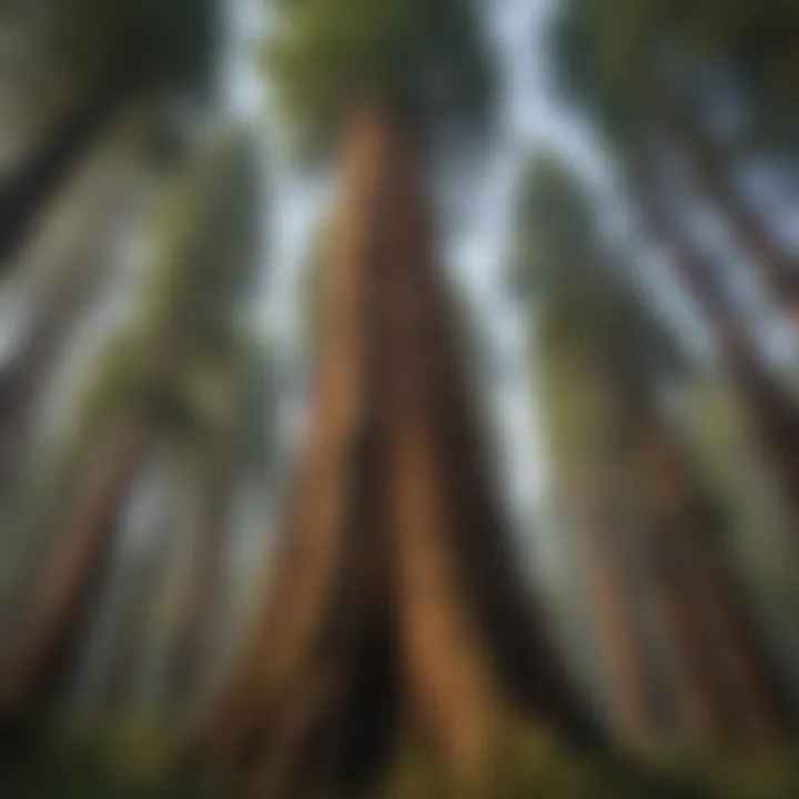 Majestic Redwood Trees in American Forests