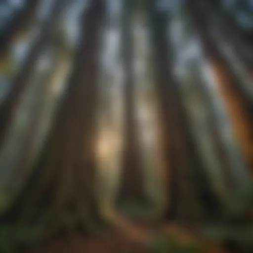 Majestic Redwood Trees Canopy
