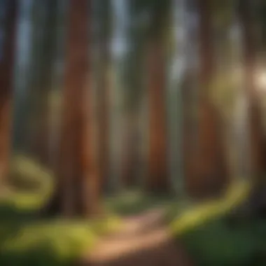 Enveloped by Nature Majestic redwood trees surrounding Kings Canyon National Park Visitor Center