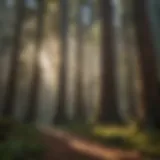 Majestic Redwood Trees in National Park