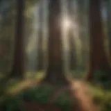 Majestic Redwood Trees at Thousand Trails Sacramento