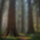 Majestic Redwood Trees in Wildlife Management Area