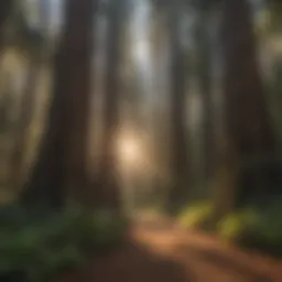 Majestic Redwoods in Big Sur Forest