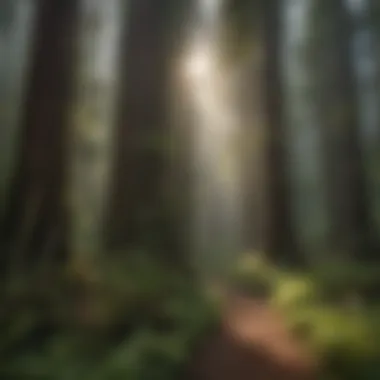 Enigmatic Beauty of Majestic Redwoods Majestic Redwoods in Greens Reservation
