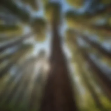 Majestic redwoods towering over Grand Marais Campground