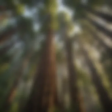 Majestic Redwoods towering over lush forest canopy