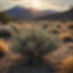 Majestic Sagebrush in Arid Landscape
