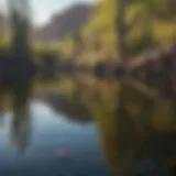 Majestic Saguaro Cacti reflecting in the crystal-clear waters