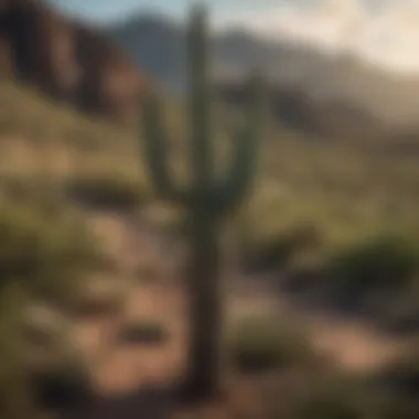Iconic Saguaro Cactus in Arizona's Desert Landscape Majestic Saguaro Cactus in Arizona Desert