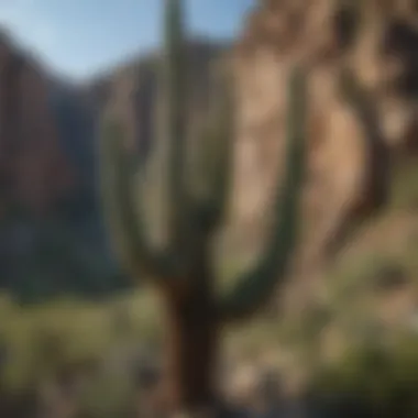 Nature's Sentinels: Majestic Saguaro Cactus in Sabino Canyon Majestic Saguaro Cactus in Sabino Canyon