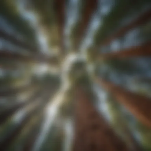 Majestic Sequoia Canopy Embracing the Sky