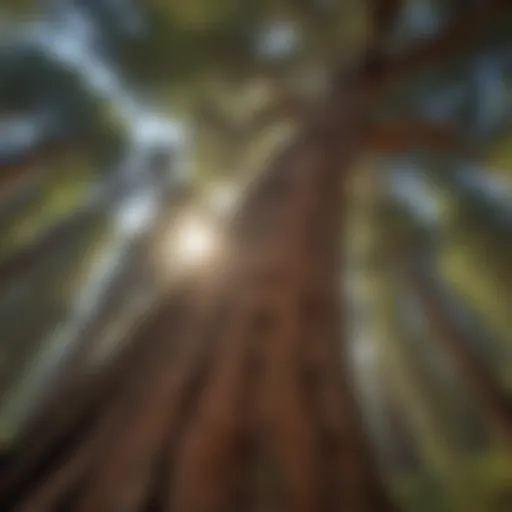 Majestic Sequoia Tree in American Forest