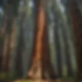 Majestic Sequoia trees in lush forest