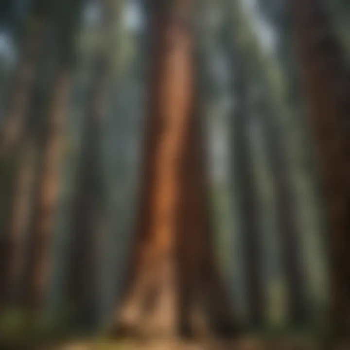 Majestic Sequoia trees in lush forest