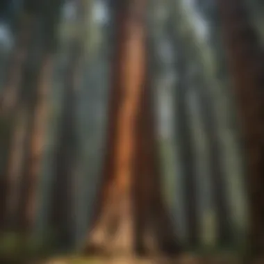 Majestic Sequoia Trees Majestic Sequoia trees in lush forest