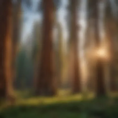 Golden Hour Glow: Majestic Sequoia Trees at Sunset Majestic Sequoia Trees at Sunset