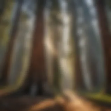 Majestic Sequoia Trees Majestic Sequoia trees in Yosemite National Park