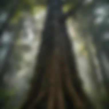 Majestic towering tree in the rainforest