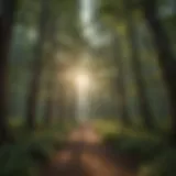 Enchanting Canopy of American Forest Majestic tree canopy in American forest