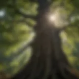 Sunlight Illuminating the Canopy of a Majestic Tree Majestic Tree Canopy Embracing Sunlight