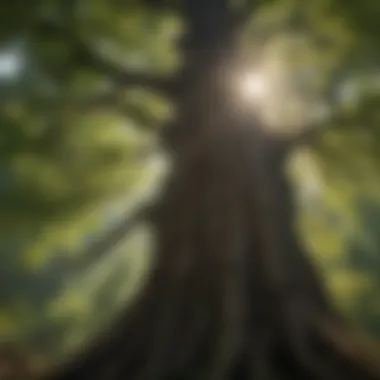 Sunlight Illuminating the Canopy of a Majestic Tree Majestic Tree Canopy Embracing Sunlight