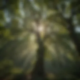 Majestic tree canopy in a diverse forest ecosystem