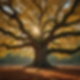 Majestic Tree Canopy in Golden Light