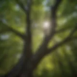 Enchanting Tree Canopy Majestic tree canopy in Mt. Washington