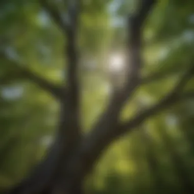 Enchanting Tree Canopy Majestic tree canopy in Mt. Washington