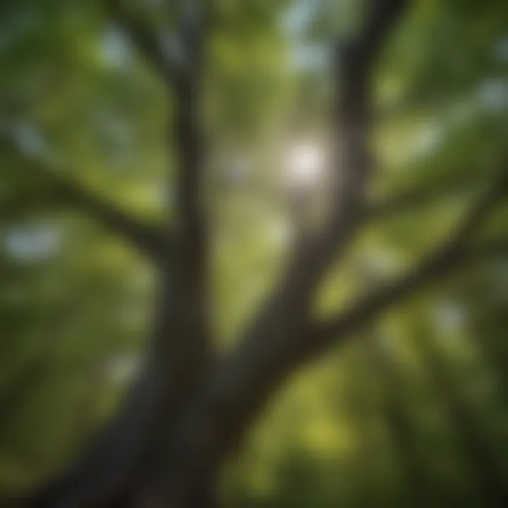 Enchanting Tree Canopy Majestic tree canopy in Mt. Washington