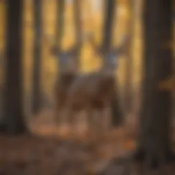 Majestic Whitetail Deer in Missouri Forest