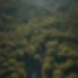 Aerial view of RPV mapping tree health