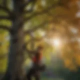 Mature arborist inspecting tree for cutting license