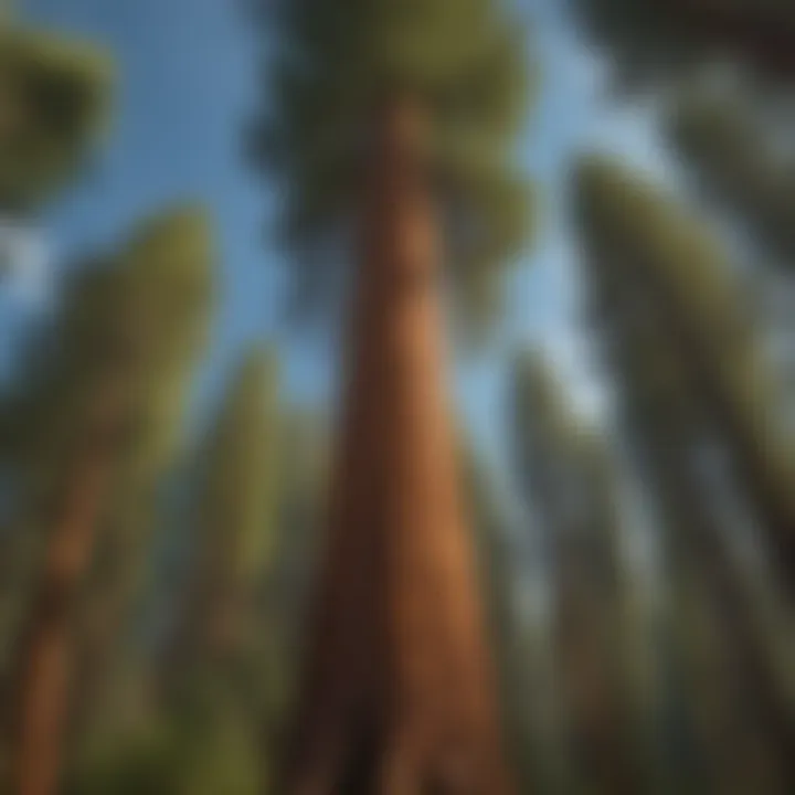 Mature Giant Sequoia Towering in Forest Canopy