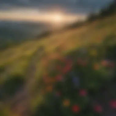 Vibrant Wildflowers Adorning Max Patch Slopes Wildflowers blooming on the slopes of Max Patch