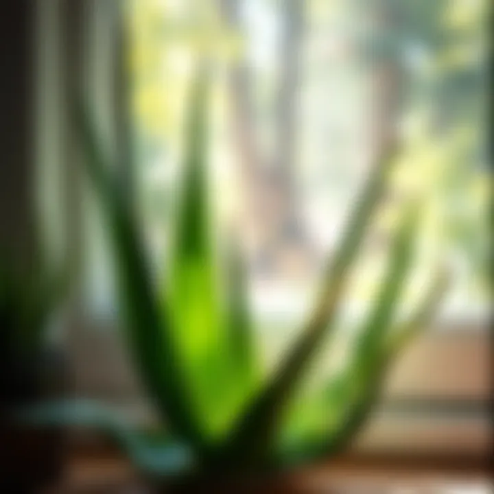 A thriving aloe vera plant in a sunny windowsill, illustrating its health benefits