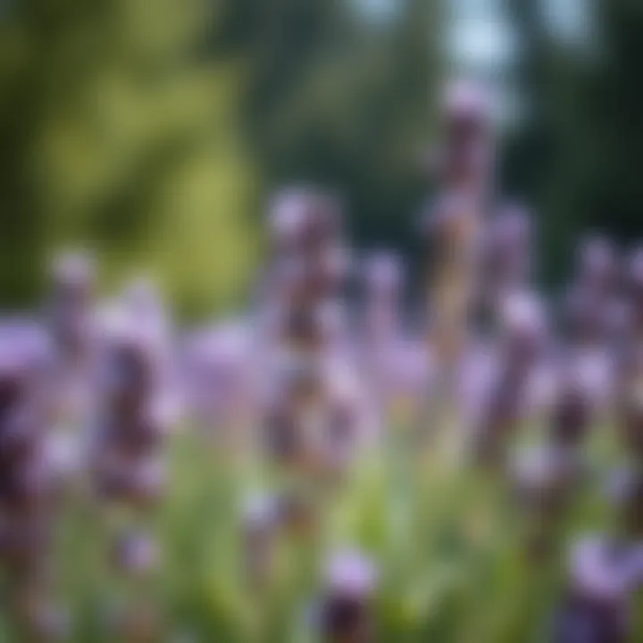 Close-up of fresh lavender flowers known for their calming properties