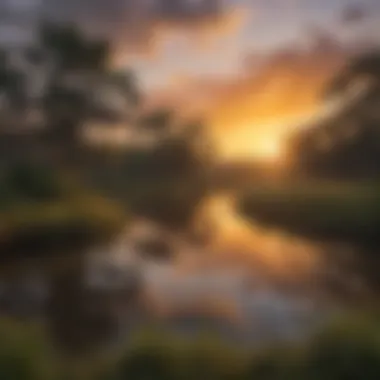 Golden Sunset Casting a Glow Over Orlando's Serene Wetlands Sunset Over Orlando's Serene Wetlands